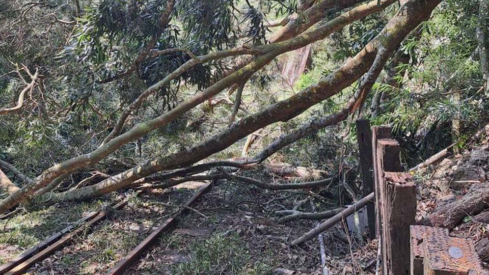 阿里山鐵路因大樹倒塌暫停營運。阿里山林鐵處提供