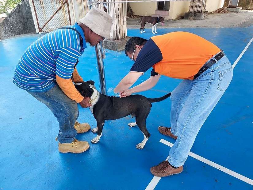 屏東恆春出現今年首例白鼻心狂犬病