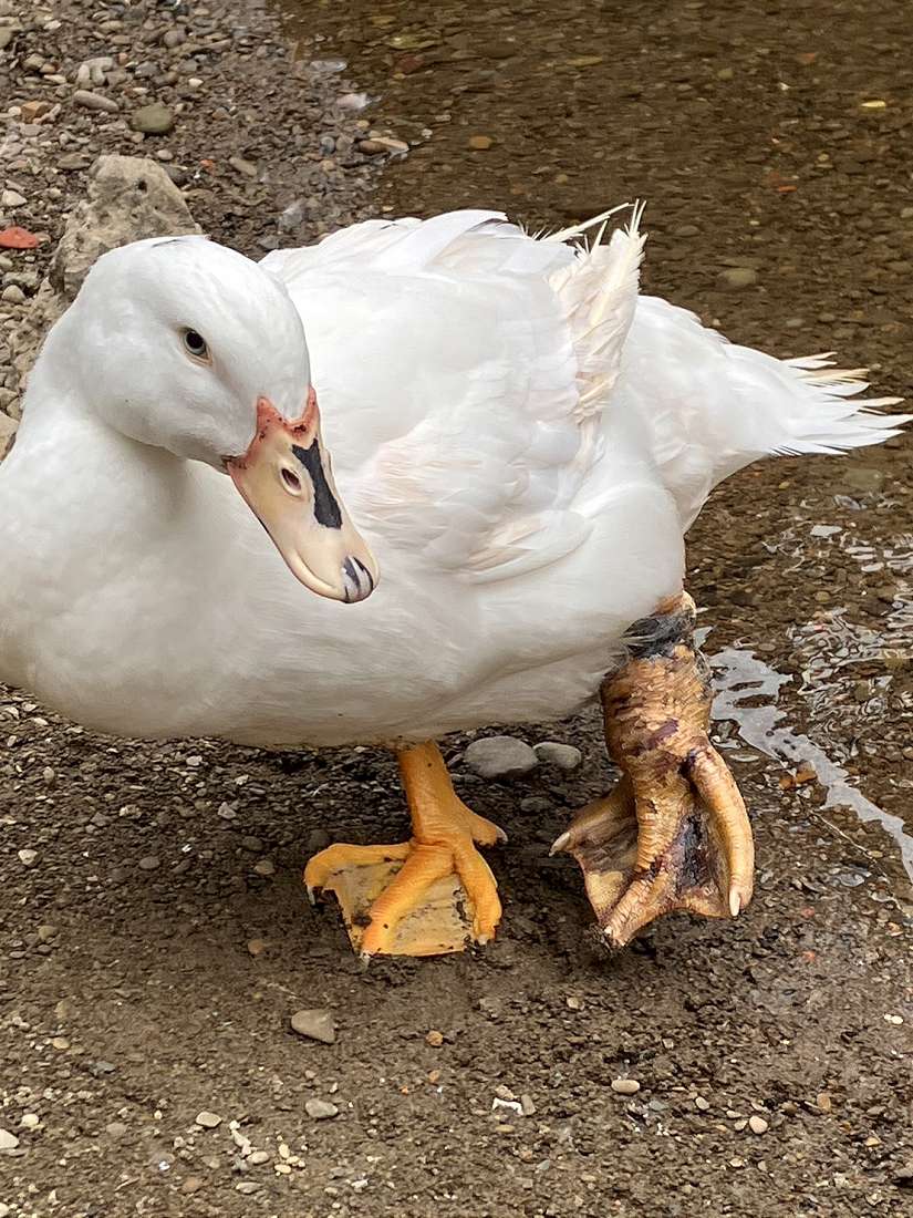 新北帥氣老爸示範最佳動保教育:孩子,鴨子的命也是命!