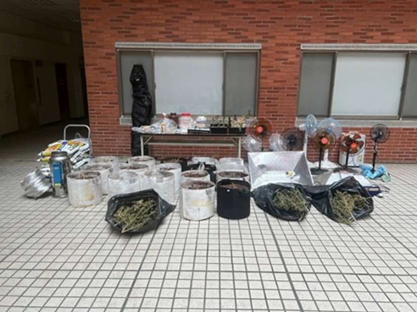 透天宅栽種大麻 彰警查獲製造大麻工廠