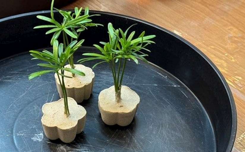 養一株屬於你的植物很容易 北市推田園DIY全方位指南