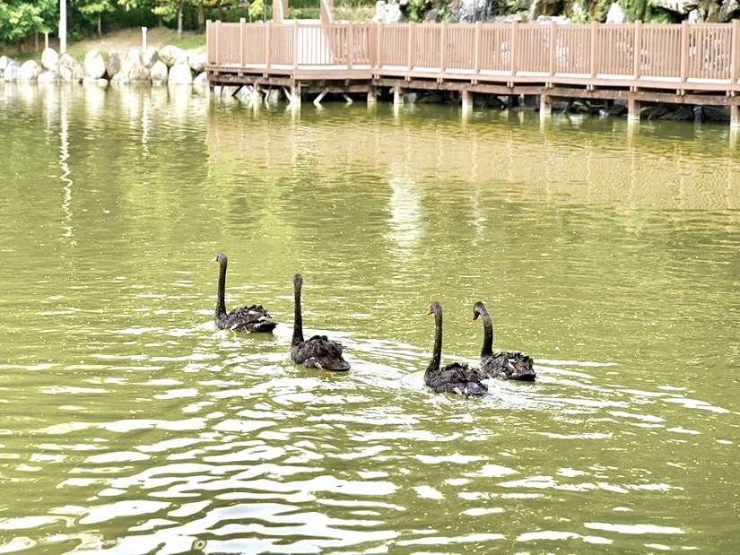 台中豐樂公園喜迎罕見「黑天鵝」入厝! 建設局長邀市民朋友近距離欣賞萌樣