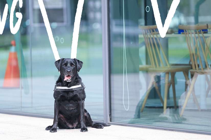 中市4警犬光榮退役 市警局招募「養父母」延續愛