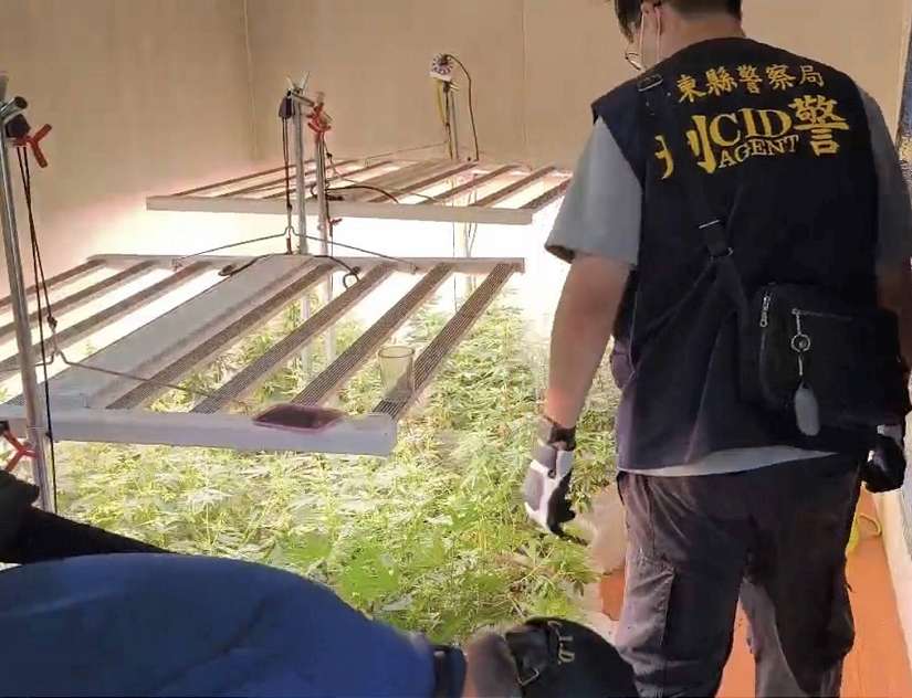 離島藏毒!東警越海查獲大麻栽種場