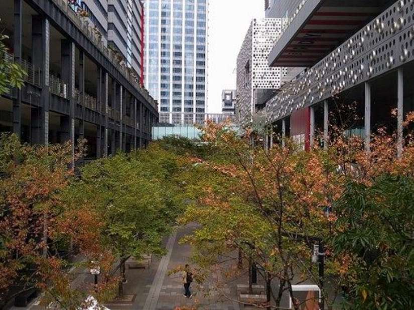 繁華中的綠意 信義商圈櫸木林蔭舒心 