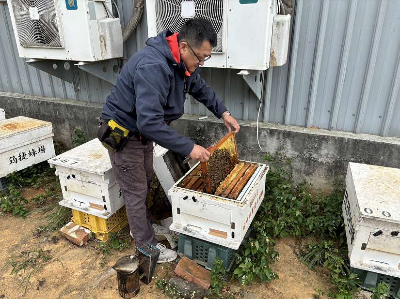 養蜂也能智慧化管理!中市外埔區智慧蜂箱成果耀眼亮相