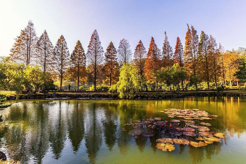 竹縣落羽松、楓紅美不勝收! 縣府推冬季旅遊亮點好去處