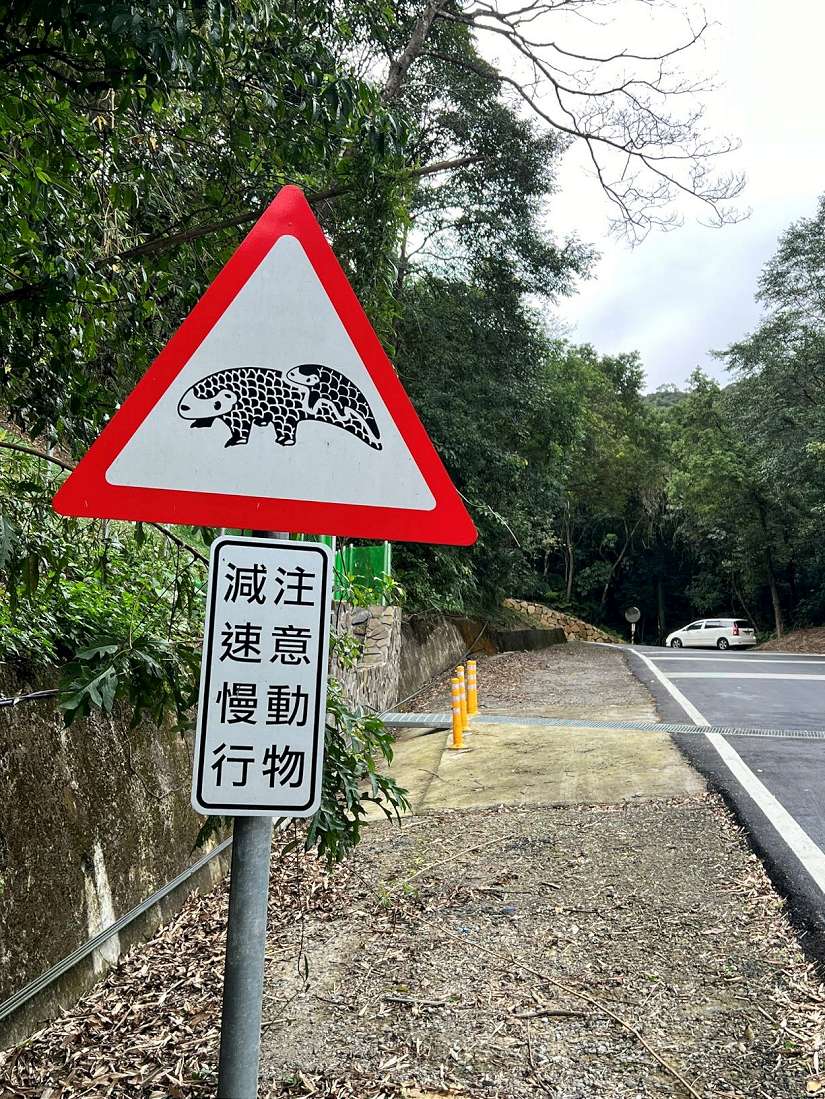 保護穿山甲安全過路 新北添1處生態廊道