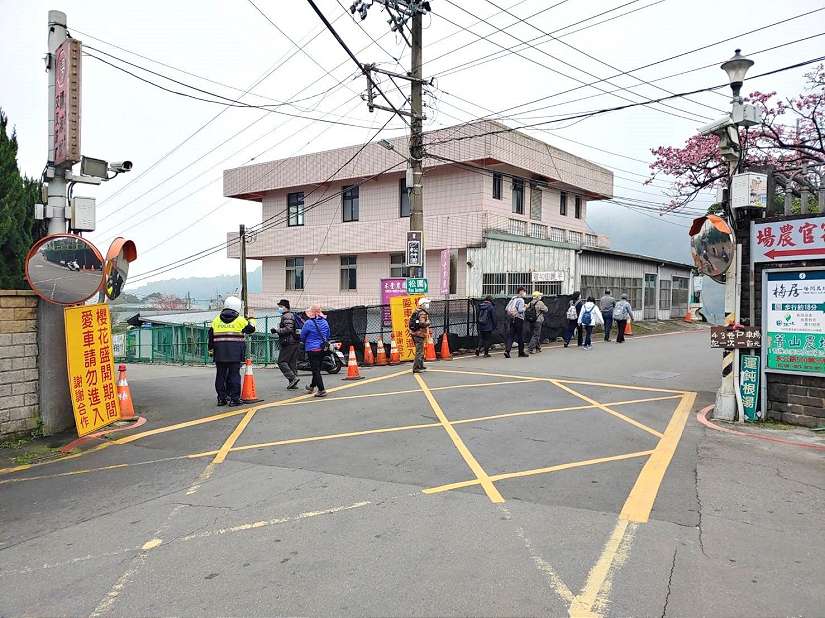 平菁街櫻花迎春綻放 士林警分局加派警力順暢交通