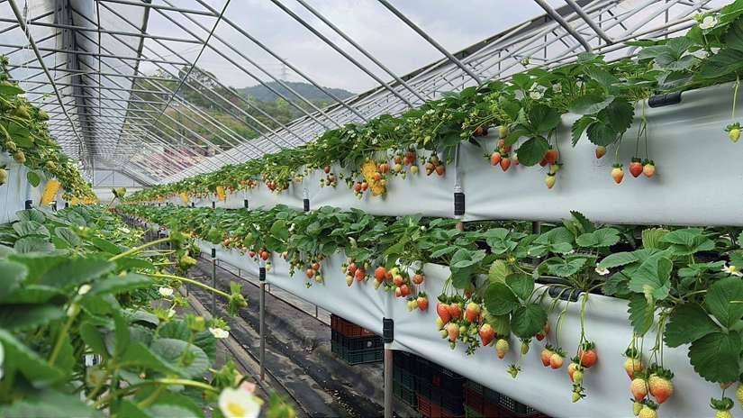2025內湖草莓季邀你體驗莓好花樣輕旅行,線上抽大獎
