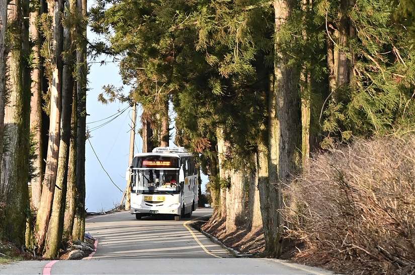 春天花開正好櫻花齊放!228連假武陵櫻花季加開賞櫻專車疏運