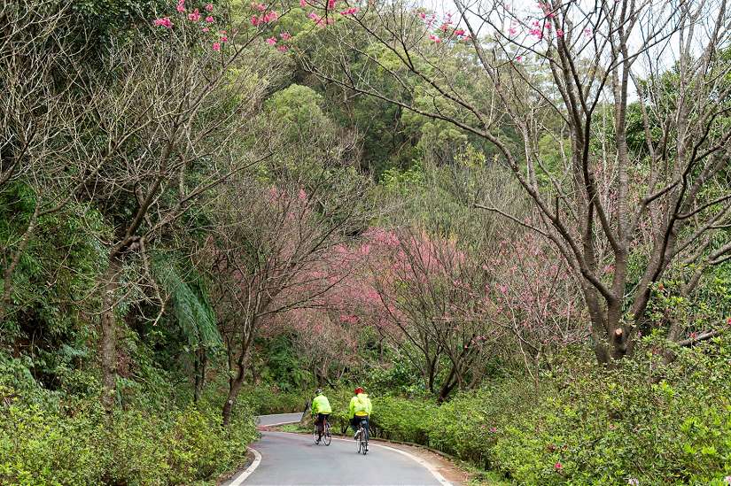 漫步山林中的賞櫻仙境 花現新北三芝青山路 花期綻放到3月