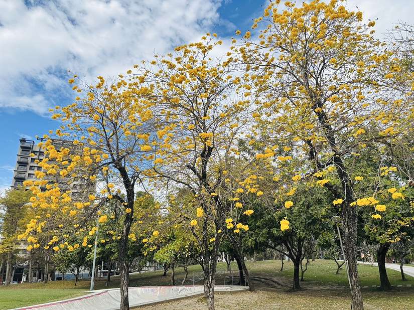 台中風鈴木美炸! 金黃、粉紅花海吸引大批遊客拍照打卡