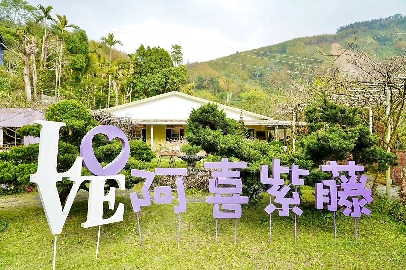 嘉義梅山「阿喜紫藤」花苞初現，預告紫藤花季即將登場