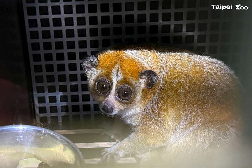 來自捷克Ostrava Zoo瀕危小懶猴「Chö」5日晚安全抵達臺北