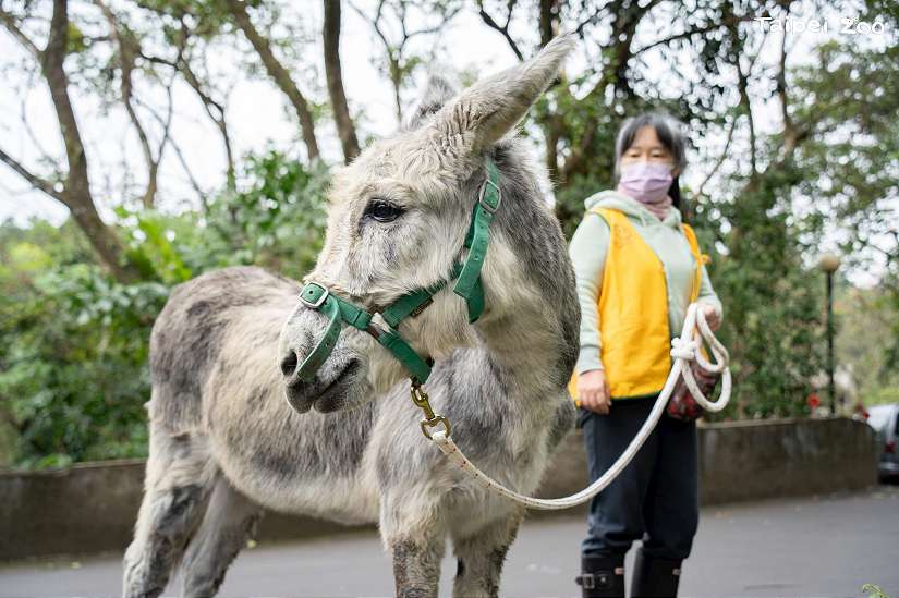 週一來臺北動物園 遇見迷你馬、家驢的漫步時光