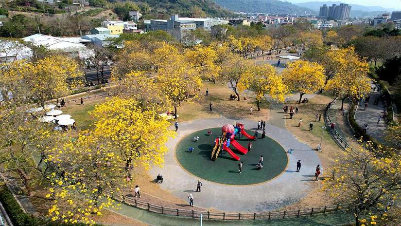 春暖花開正當時 中市建設局櫻花、風鈴木賞花攻略地圖出爐