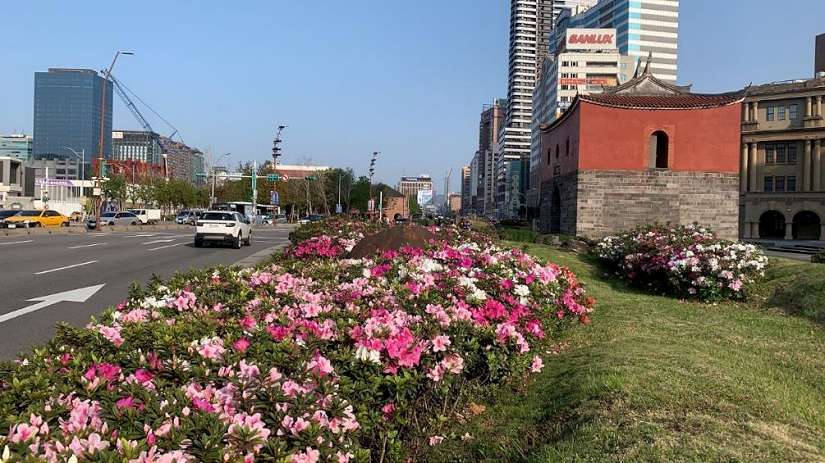 不負人間三月天 臺北街道共奏杜鵑圓舞曲