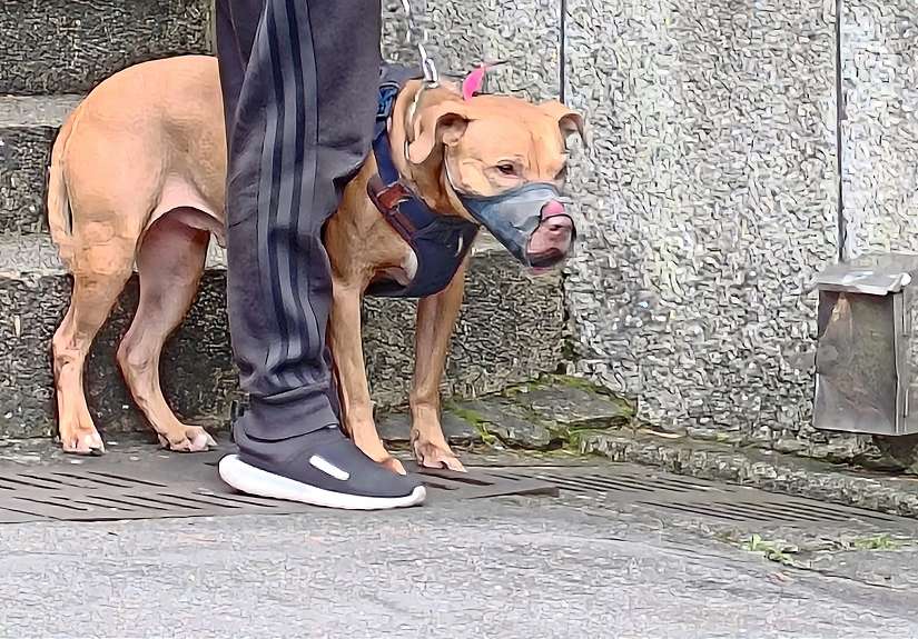 跳窗咬人比特犬北市動保處今沒入,並評估開放認養