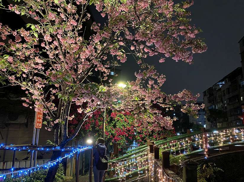 土城希望之河櫻花季開跑 打造夜間光廊賞夜櫻