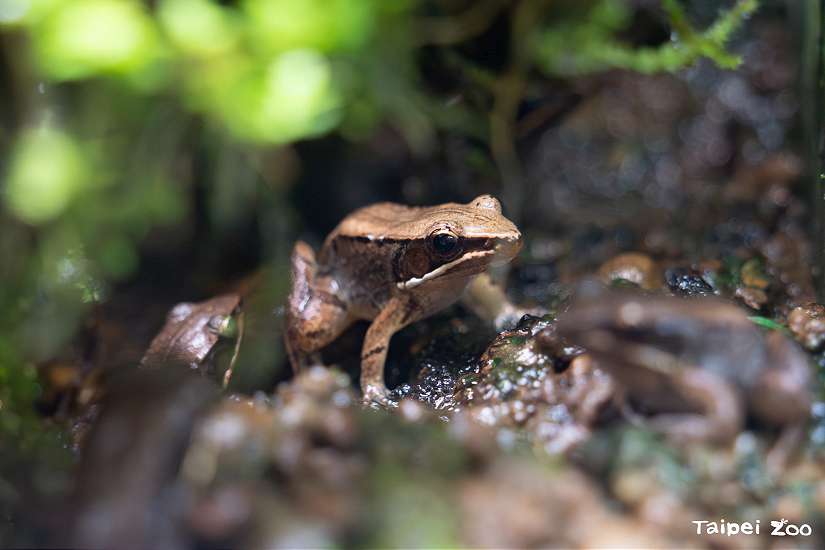 世界青蛙日 聆聽魚池琴蛙發「聲」