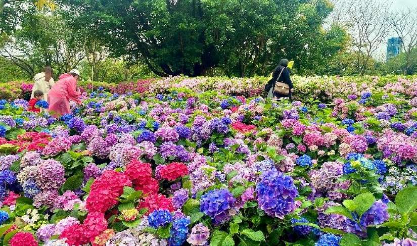 台北遍地杜鵑花 春日賞花集錦大公開