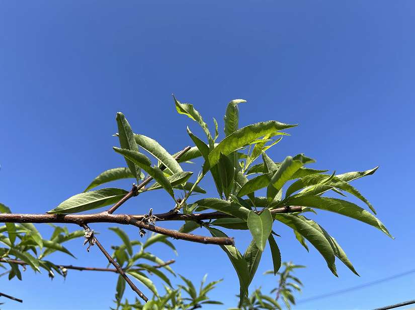 中市桃低溫災損 農業局提醒4/8前可申請現金救助