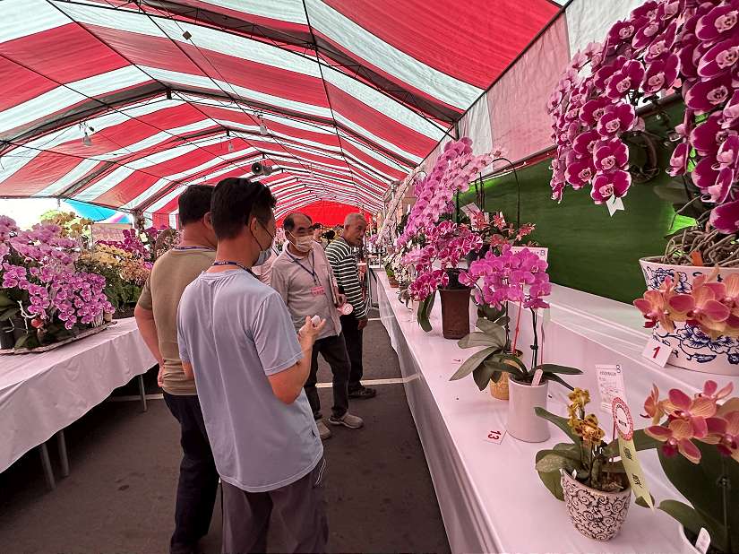 台灣蘭花揚名海外 2025春季蘭花評鑑競賽由何國芳勇奪全場總冠軍