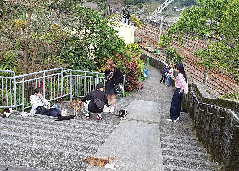 4月4號貓節一起老派約會,新北市猴硐貓公所交換限量明信片