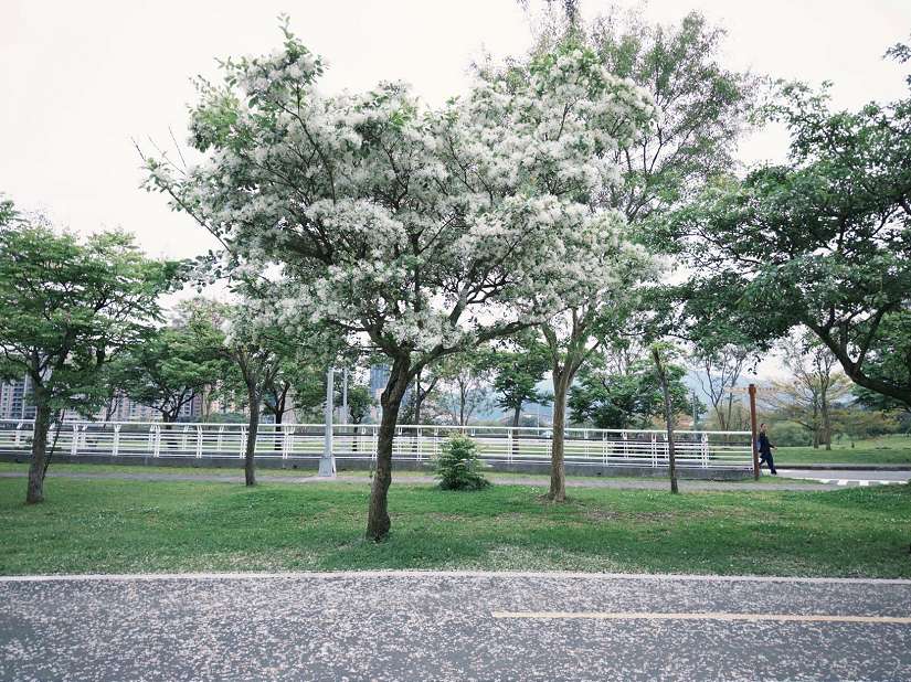 四月雪降臨新店陽光運動公園 流蘇花盛開迎春意