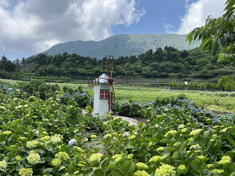 繡球花海正盛開　歡迎打卡賞花趣