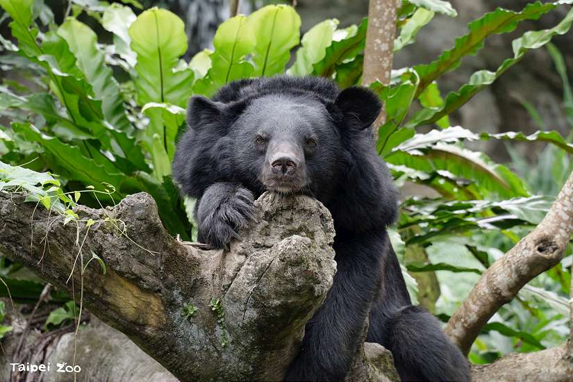 台北市立動物園暑期營隊報名開跑