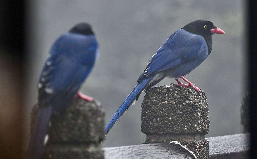 臺灣藍鵲育雛期來臨 新北動保處呼籲：撐傘、繞道、尊重牠