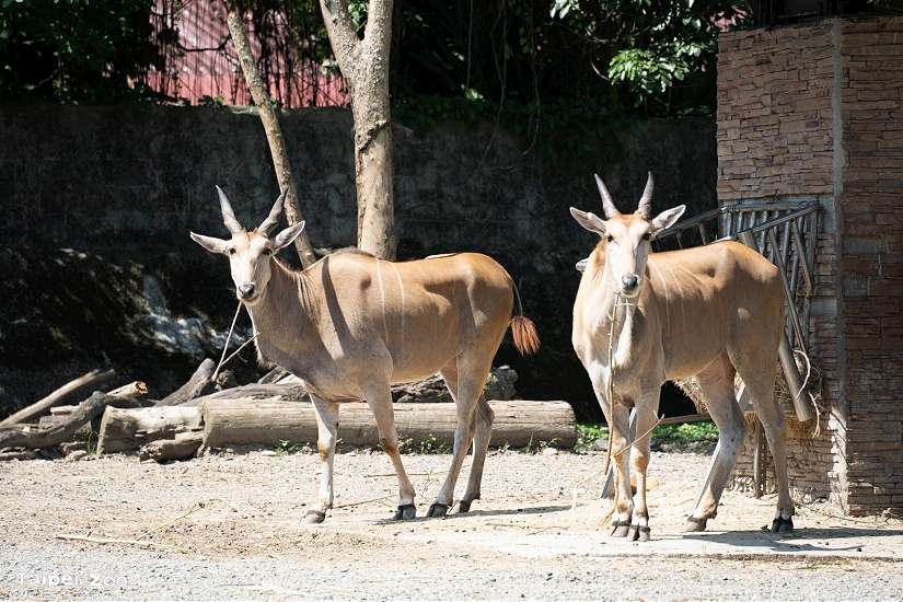 7月5日起台北市立動物園暑假週六延長開放 從早到晚「涼一夏」
