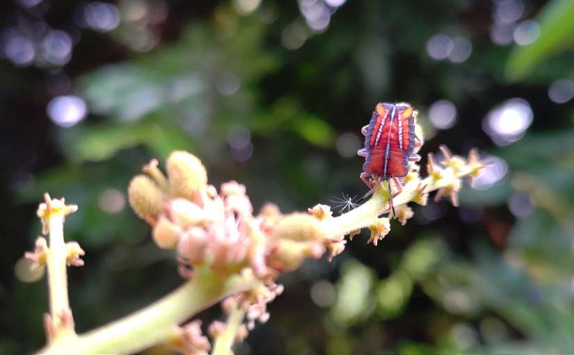 荔枝椿象出沒？ 中市農業局澄清：為「紅姬緣椿象」無害勿驚慌