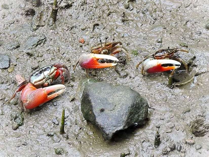 炎夏好去處　援中港濕地奏響招潮蟹樂章