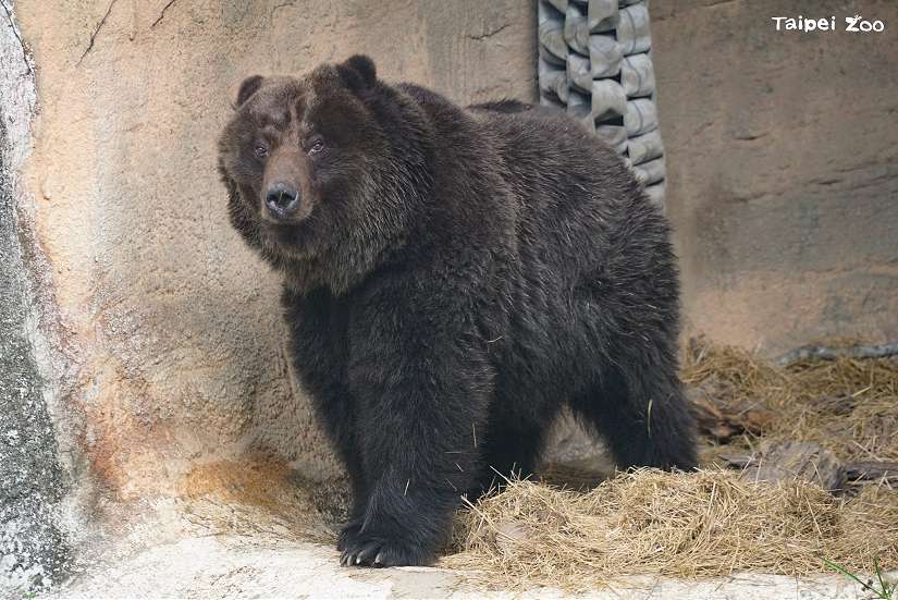 動物園同仁含淚放手、讓棕熊「小喬」平靜離世