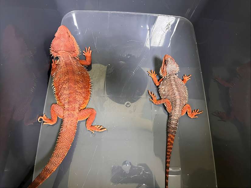超商包裹驚現紅色鬆獅蜥 涉非法輸入 新北動保處介入調查