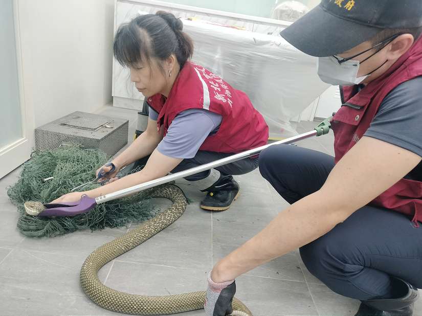 2公尺臭青母誤闖農舍困魚網 新北動保員左手抓蛇右手持剪 破網救蛇