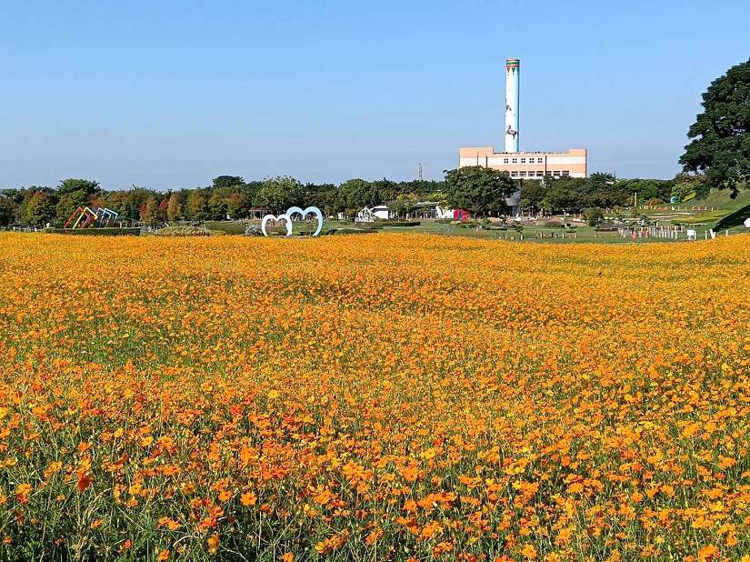 秋意漸濃!后里環保公園落羽松、黃波斯交織如畫 網友驚呼「全爆開了」
