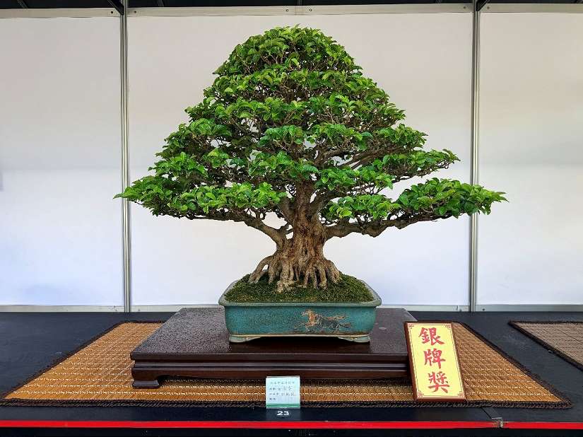 來看大樹迷你版! 臺北漢風盆景展快閃展4天