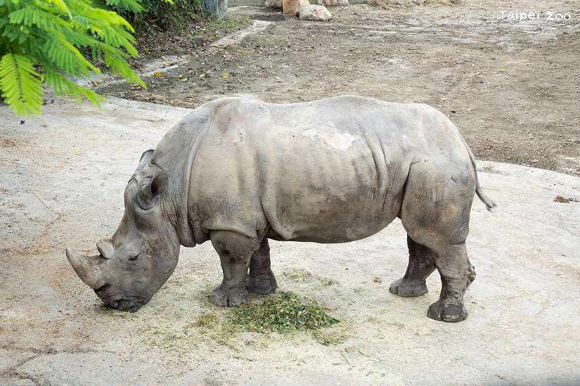 臺北市立動物園白犀牛「犀慧」10月18日辭世