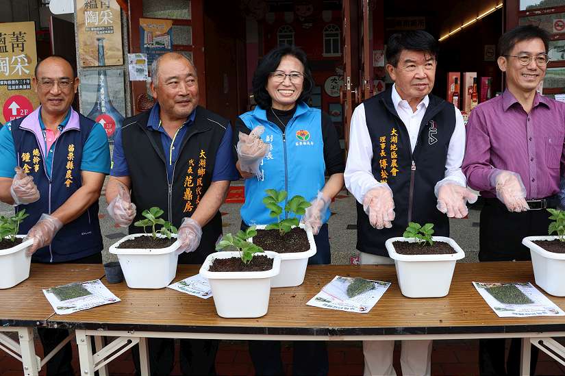 苗栗大湖愛情產業首部曲 副縣長與民眾體驗栽種草莓苗