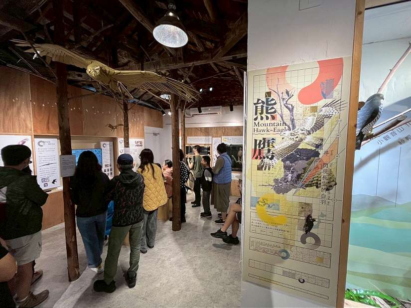 台灣猛禽研究會舉辦「熊鷹-尋 閃現長空的白羽」特展 今(31)日開展