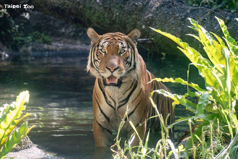 馬來虎「Arhaa」現蹤熱雨區 呆萌虎適應力滿分