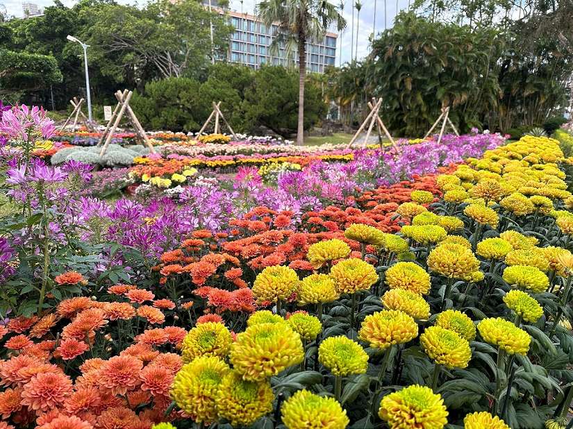 2025花季壓軸 士林官邸菊展與您共築夢 15展區菊藝大集合 12場五感體驗報名比手快