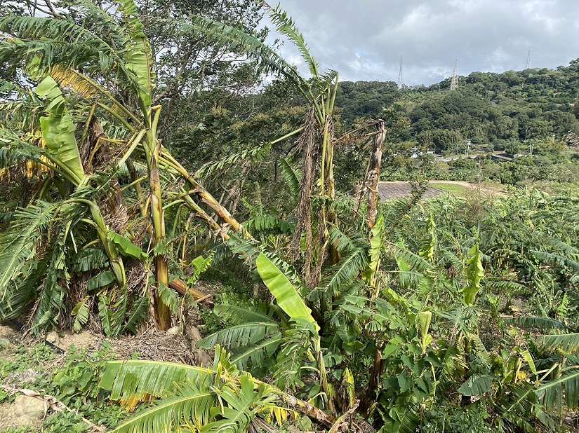 鳯凰颱風將影響臺灣地區 竹縣府籲農民朋友加強防範措施