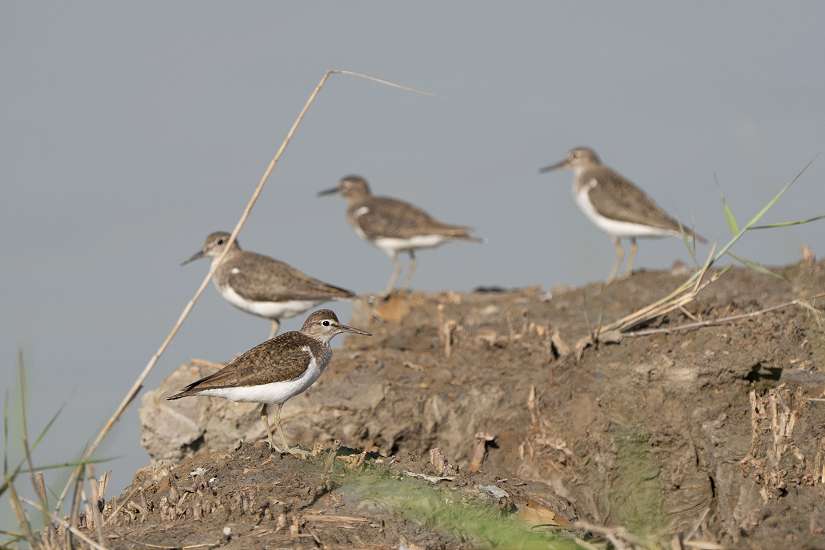 秋天冬候鳥報到 大漢溪濕地化身為鳥類五星級度冬天堂