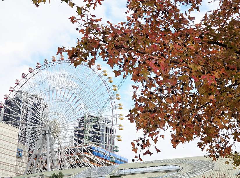 冬天裡的一把火 北市楓香染紅迎新年