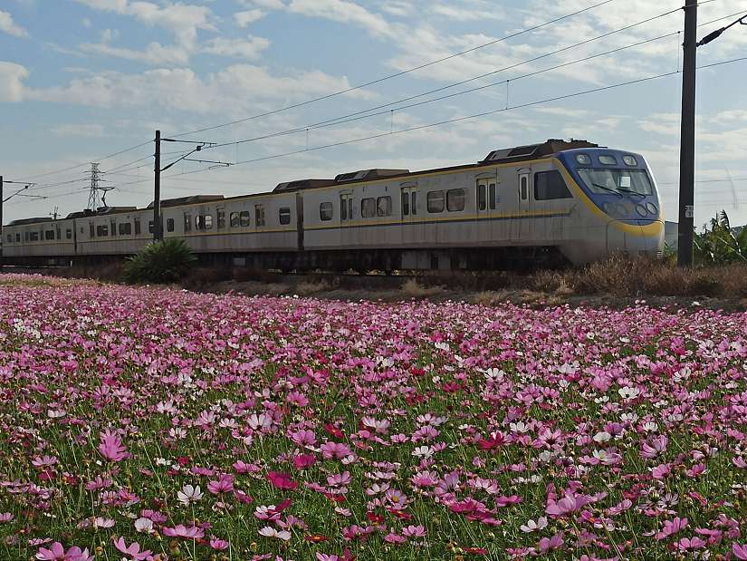 台中推動冬季景觀綠肥　打造海線鐵道花田風光